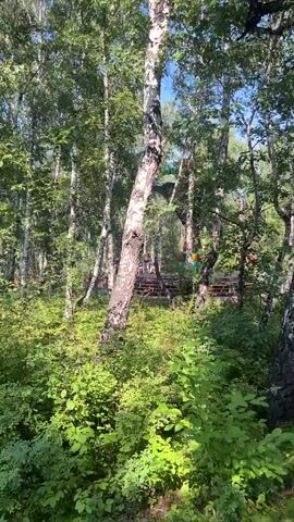 This video pans from left to right through a dense forest. The trees are tall and slender with white bark, characteristic of birch trees. Sunlight filters through the leaves, creating dappled patterns on the forest floor. The undergrowth is lush and green, with various bushes and smaller plants. In the background, glimpses of red structures, possibly buildings or playground equipment, can be seen through the trees. The overall impression is of a natural, tranquil outdoor setting.