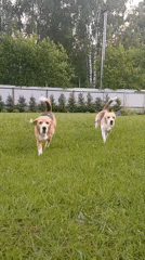 Beagle dogs play in Russian backyard as plane passes overhead