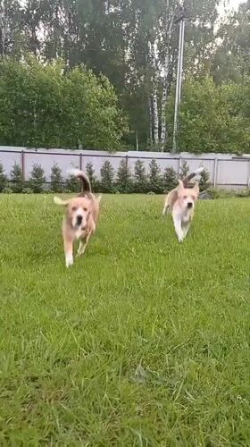 Beagle dogs play in Russian backyard as plane passes overhead