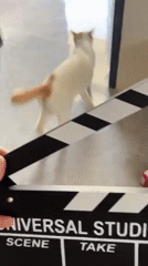 Cat filmed with movie clapboard in Vietnamese home
