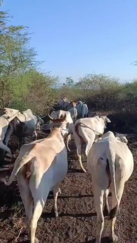 The video shows a herd of white and tan cows walking away from the camera down a dirt path lined with dry bushes and trees. The sky is clear and blue. The camera is positioned at ground level, slightly behind the cows, giving a rear view of the animals. Some of the cows have horns. The ground is uneven and appears dry.