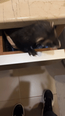 Woman's morning skincare routine shared with pet ferret