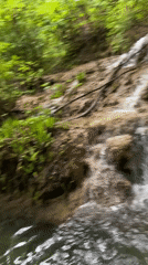 Small waterfall filmed cascading over moss-covered rocks amid green foliage