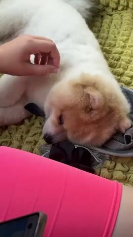 In this media file, a person's hand gently pets a fluffy, light-colored dog that is sleeping on a textured, greenish-yellow surface. The dog, appearing to be a Chow Chow or a similar breed, is curled up and resting its head on a dark fabric, possibly clothing. Sunglasses and a black scrunchie lie nearby. In the foreground, a person is wearing bright pink shorts, and a smartphone is visible in the lower corner. The scene appears to be indoors, with the soft lighting suggesting it could be daytime or evening. The overall mood is peaceful and affectionate, focusing on the tender interaction between the person and the sleeping dog. No visible text is present in the media file.