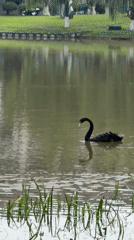 Black swans spotted in Jiangjin park; classroom bridge lesson observed