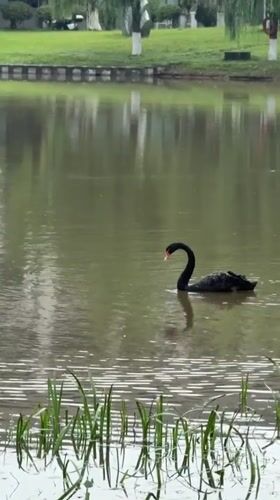 Black swans spotted in Jiangjin park; classroom bridge lesson observed