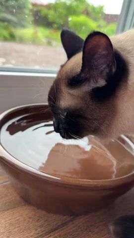 A Siamese cat with light brown and dark brown fur is drinking water from a brown ceramic bowl. The cat is positioned on the left side of the frame, with its head lowered to the bowl. Its blue eyes are visible as it drinks. The bowl is placed on a wooden surface, and a window with green foliage visible outside is in the background. The lighting is natural and appears to be overcast.