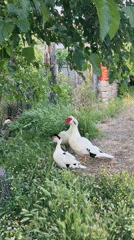 Three Muscovy ducks spotted in rural Klimash, Bulgaria