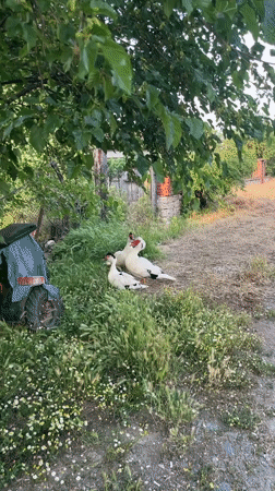 Three Muscovy ducks spotted in rural Klimash, Bulgaria