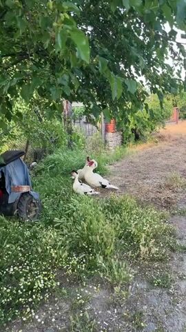 The video shows three white domestic Muscovy ducks in a rural outdoor setting. Two ducks are primarily white with black patches on their backs and wings, and red wattles around their eyes and beaks. One duck is sitting in the foreground in tall green grass, while the other two are standing behind it. The duck standing closest to the camera has prominent red facial features. The duck in the middle appears mostly white with a small black patch on its wing. The environment includes lush green foliage, some dry grass, a metal fence, and a brick structure in the background. The lighting suggests daylight. The camera remains static throughout the video, focusing on the ducks.