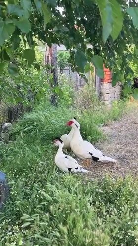 Three Muscovy ducks spotted in rural Klimash, Bulgaria