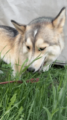 Dog eating grass on leash in Chaikovsky, Russia
