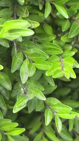 The video shows a close-up view of lush green leaves on a branch, with thin strands of spiderweb visible. The camera slowly pans across the foliage, focusing on the texture and arrangement of the leaves. There are no people or explicit actions taking place, but the presence of spiderwebs suggests a natural, outdoor environment. The lighting appears to be soft and diffused, possibly indicating overcast conditions or shade.