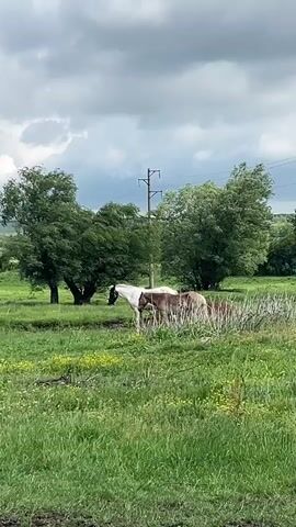 The video shows a landscape with horses grazing in a green meadow. The sky is overcast in the beginning, but it becomes brighter as the video progresses. In the first shot, several horses of different colors stand near some trees, with telephone poles visible in the background. The camera then pans to the right, revealing more of the grassy field and scattered trees. A black horse is shown grazing in a subsequent shot. The final shot shows a brown horse standing in the meadow.