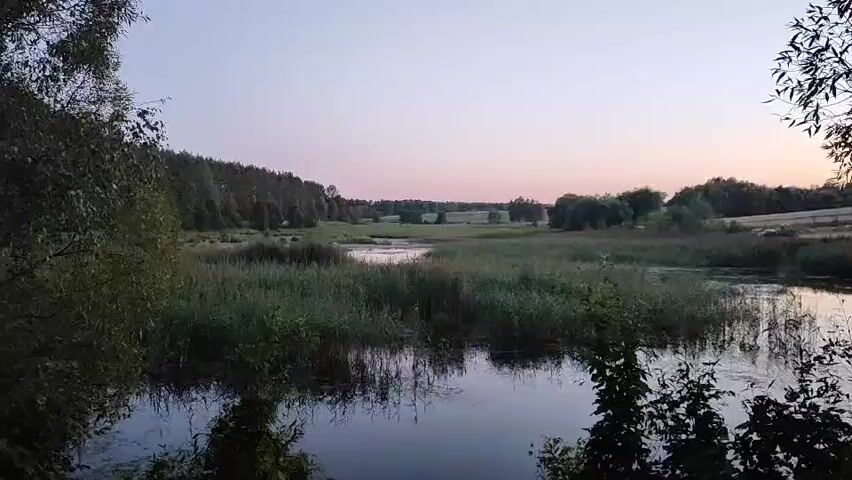 The video captures a serene natural landscape at dusk or dawn. A calm body of water, likely a river or lake, occupies the foreground, reflecting the dusky sky. Dense reeds and other aquatic vegetation grow along the banks and within the water, creating a wild, marshy environment. Beyond the water, a field stretches out, dotted with scattered trees and bushes. In the distance, a line of trees forms a dark silhouette against the pale, gradient sky, which transitions from a light blue at the top to a soft pinkish hue near the horizon. The overall impression is one of tranquility and natural beauty. There are no people or discernible actions taking place.