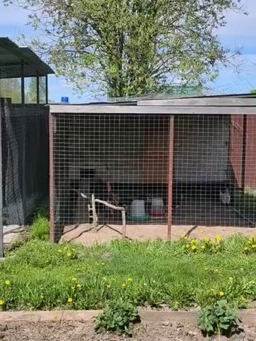 The video shows a fenced enclosure with chickens inside. The enclosure is made of wire mesh and has a wooden frame. There is a small wooden structure with a roof attached to the enclosure. Outside the enclosure, there is green grass with yellow dandelions. A tree is in the background. A sound of a rooster crowing can be heard.