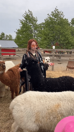 Woman visits alpaca farm in Tavrichanka, Russia