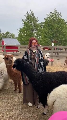Woman visits alpaca farm in Tavrichanka, Russia