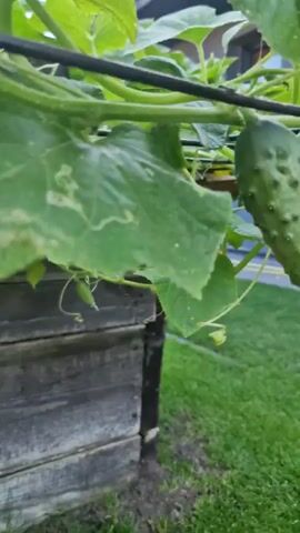 The video shows a close-up view of cucumbers growing on a vine. The cucumbers are green and have bumpy skin. They are hanging from the vine, supported by tendrils. The background is a wooden fence and green leaves. Sunlight is visible, casting shadows on the fence. The video appears to be filmed outdoors in a garden or similar setting.