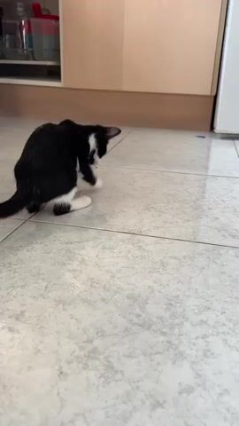 The media shows two kittens playing on a tiled floor. The first kitten is black and white, with white paws and chest. It is seen from the side, bending down to lick the floor. The second kitten is a tabby, with grey and black stripes. It is seen from behind, walking away from the camera. The setting appears to be indoors, possibly a kitchen, as indicated by the cabinets and a white appliance in the background. The lighting suggests it is daytime. The kittens seem engaged in playful activity. There is no visible text in the media. The location context of Tremithousa, Cyprus, suggests a warm climate.