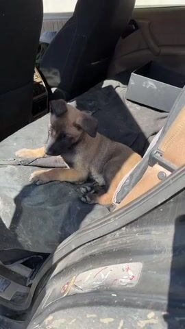 A beige puppy with dark ears and a dark face lies on a dark blanket in a car. The puppy yawns, then turns its head to the left and then to the right, before looking down.