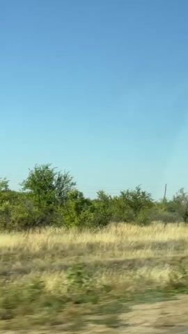 The video shows a view from a vehicle traveling through a rural landscape. The sky is clear and blue. The foreground is a dirt road. To the left and right of the road is dry, yellow grass and scattered green bushes and trees. In the distance, there are more trees. A utility pole is visible among the trees.
