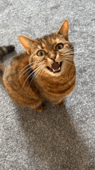 Tabby cat domestic moments captured across 74-minute timespan
