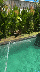 Dog retrieves toy from poolside in Cemagi, Indonesia