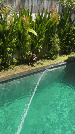 Dog retrieves toy from poolside in Cemagi, Indonesia