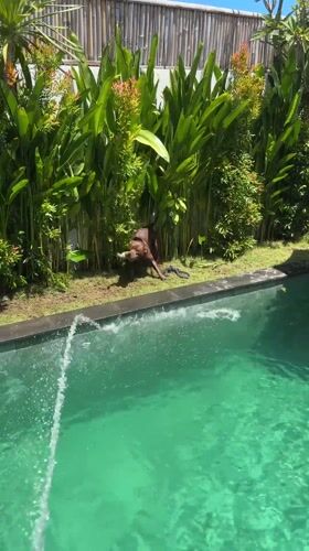 Dog retrieves toy from poolside in Cemagi, Indonesia