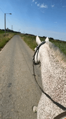 Horseback ride through rural roads in Estaimpuis, Belgium