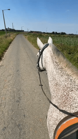 Horseback ride through rural roads in Estaimpuis, Belgium