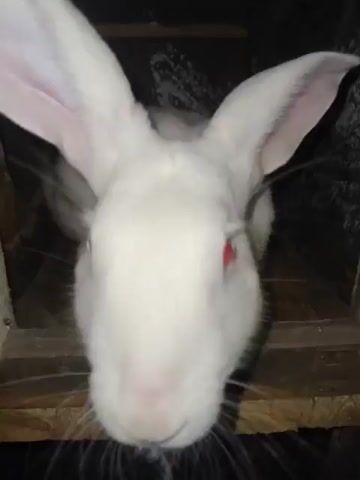 A white rabbit with red eyes is in a wooden cage. The rabbit is looking down and sniffing. The cage is dark and appears to be made of rough wood. There is some white debris on the walls of the cage.