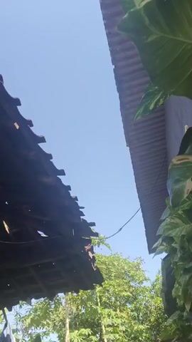 The video shows a view looking up at the sky between two buildings and trees. On the left is a dark, tiled roof with exposed rafters. On the right is a lighter-colored, corrugated metal roof. Lush green foliage, including large-leafed plants and trees, is visible below and between the buildings. The sky is clear and blue. There is a thin wire running between the two buildings.