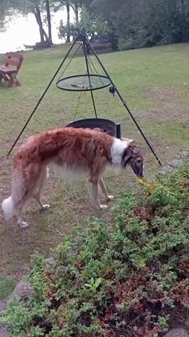 A long-haired, brown and white dog, possibly a Borzoi, is standing in a grassy yard near some bushes. The dog is sniffing at the bushes. Behind the dog, there is a large metal tripod with a grill rack suspended from it. The yard appears to be next to a body of water, with trees visible in the background. A bench is also visible in the background. The weather appears to be overcast.