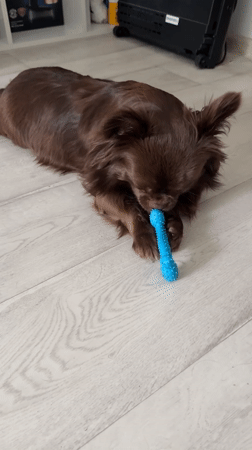 Small brown dog plays with toy in Taman home