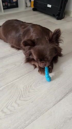 Small brown dog plays with toy in Taman home