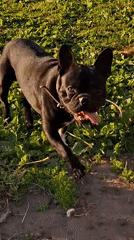 Rural Russian village life documented through dogs, children, streets
