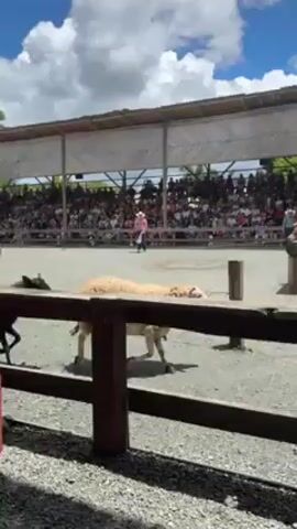 The video shows a crowd of people watching a sheep and horse show in an arena with a wooden fence. There are multiple sheep of varying colors, a pony, and a bull in the arena. An adult in a cowboy hat seems to be managing the animals. The arena is covered and the area is filled with light from what appears to be a sunny day.