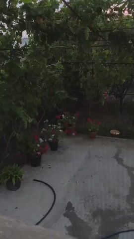 A video begins by showing a patio area with several potted plants. A garden hose is visible on the ground. In the background, there are trees and grapevines. The sky is visible through the vines and appears to be overcast or dusk. The video pans slightly to the right, revealing more of the patio and the surrounding greenery. The scene is peaceful and appears to be outdoors in a garden setting.