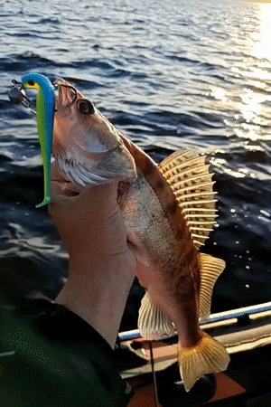 Fresh catches pulled from the water near Chaykovsky, Russia