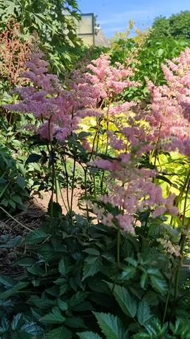 A video recording pans across a garden on a sunny day. The main focus is on several tall plants with feathery pink blossoms. In the foreground, there are smaller pink and white flowers that resemble snapdragons. Behind the pink plumes, there are green leafy plants and a tall, slender green plant with a spike of leaves running up its stem. In the background, there is a blue sky with some clouds and glimpses of structures and trees. The video is silent.