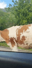 Cows block rural road in Montenegro village
