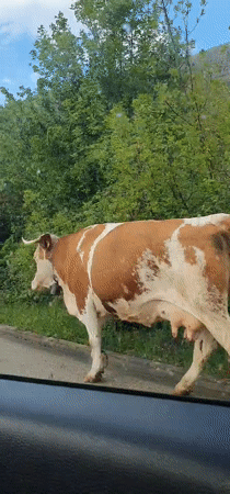Cows block rural road in Montenegro village