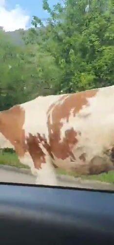 Cows block rural road in Montenegro village