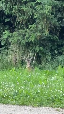 The video shows a European hare sitting in a grassy field with small white flowers. The hare is facing the camera and its long ears are erect. Behind the hare is a dense green shrub. A narrow paved road is visible in the foreground. Sounds of children can be heard in the background.