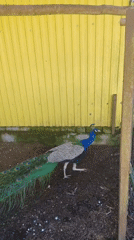 Peacock observed in enclosure during morning hours