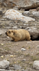 Marmot spotted in rocky landscape near Parga town, China