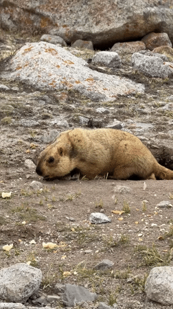 Marmot spotted in rocky landscape near Parga town, China