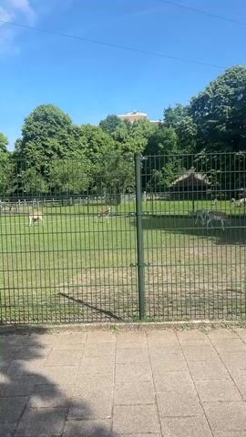 The video shows a fenced enclosure with several deer inside, on a sunny day. The enclosure is situated in a park-like setting with green grass and mature trees, under a clear blue sky. There is a building in the background, partially obscured by trees. The camera is positioned outside the enclosure, showing the fence and a paved walkway.